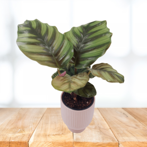 Calathea Orbifolia Fasciata