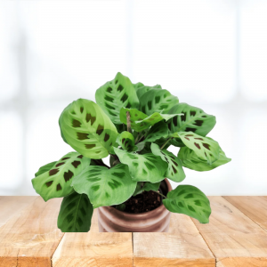 Maranta Leuconeura Prayer Plant