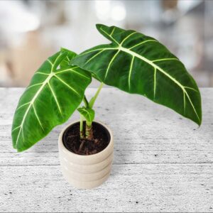 Large Leaf Alocasia Frydek